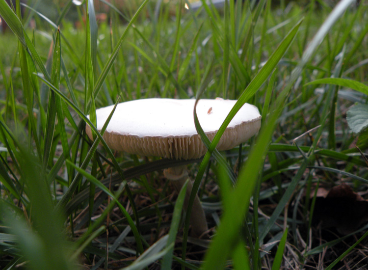 Forse Amanita?